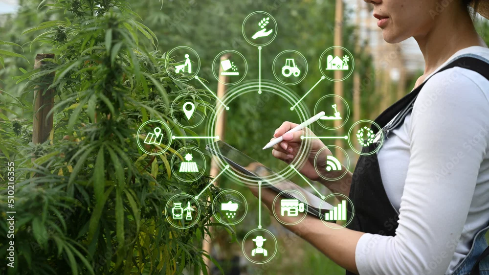 The Future of Smart Cannabis Tech: How Data is Shaping Consumption Trends